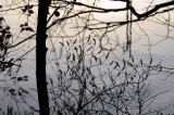 silhouette