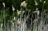 wetland grass, Canada Pond