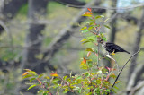 shy bird
