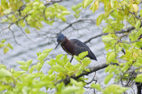 green heron