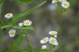 Philadelphia fleabane