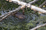 muskrat