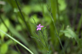 Deptford pink