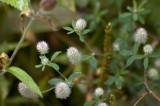 Rabbit-foot clover