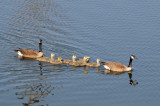 Herding goslings