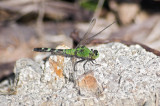 Eastern pondhawk