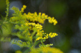 Elm-leaf goldenrod