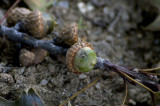 Acorns