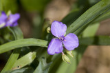 Spiderwort