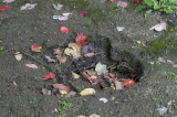 Bigfoot?