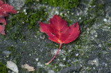 Red maple leaf