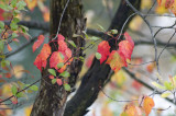 Red maple