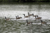 Canada geese