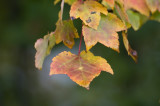 Red maple leaves