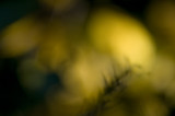 Yellow dream