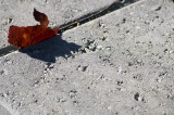 Red maple leaf