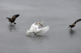 The swan-goose wars