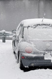 A Bug in winter