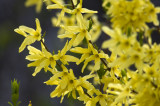 Forsythia