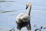 Mute swan