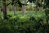 Fields of daffodils