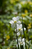 White daffodils