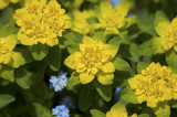 Something yellow