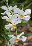 White daffodils