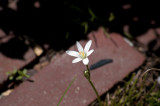 Little star