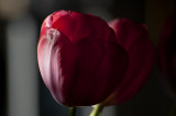 Red tulips