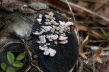 Fungus