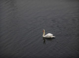 swan, Canada Pond