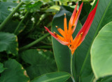bird of paradise flower