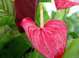 red anthurium