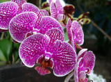 orchid phalaenopsis