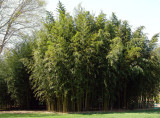 bamboo grove