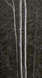 Lincoln National Forest, New Mexico   19770601