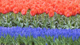 Keukenhof