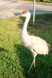 DSC04044.JPG