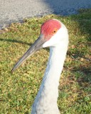 DSC04047.JPG