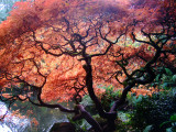 Kaboda garden, Japanese maple