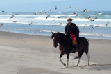 Egypt riding with the gulls