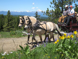 fiord horses with mt. stewart.in back