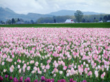 Tulips of the Skagit Valley