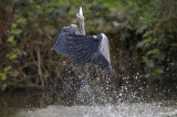 Heron attacking a baby duckling