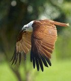 Brahminy Kite