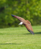 Brahminy Kite