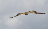 Indian Tawny Eagle Flying 280