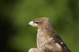 Indian Tawny Eagle profile head 341