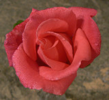 red rose 2.jpg